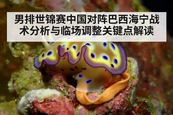 男排世锦赛中国对阵巴西海宁战术分析与临场调整关键点解读